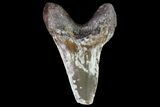 Bargain Cretaceous Cretoxyrhina Shark Tooth - Kansas #71746-1
